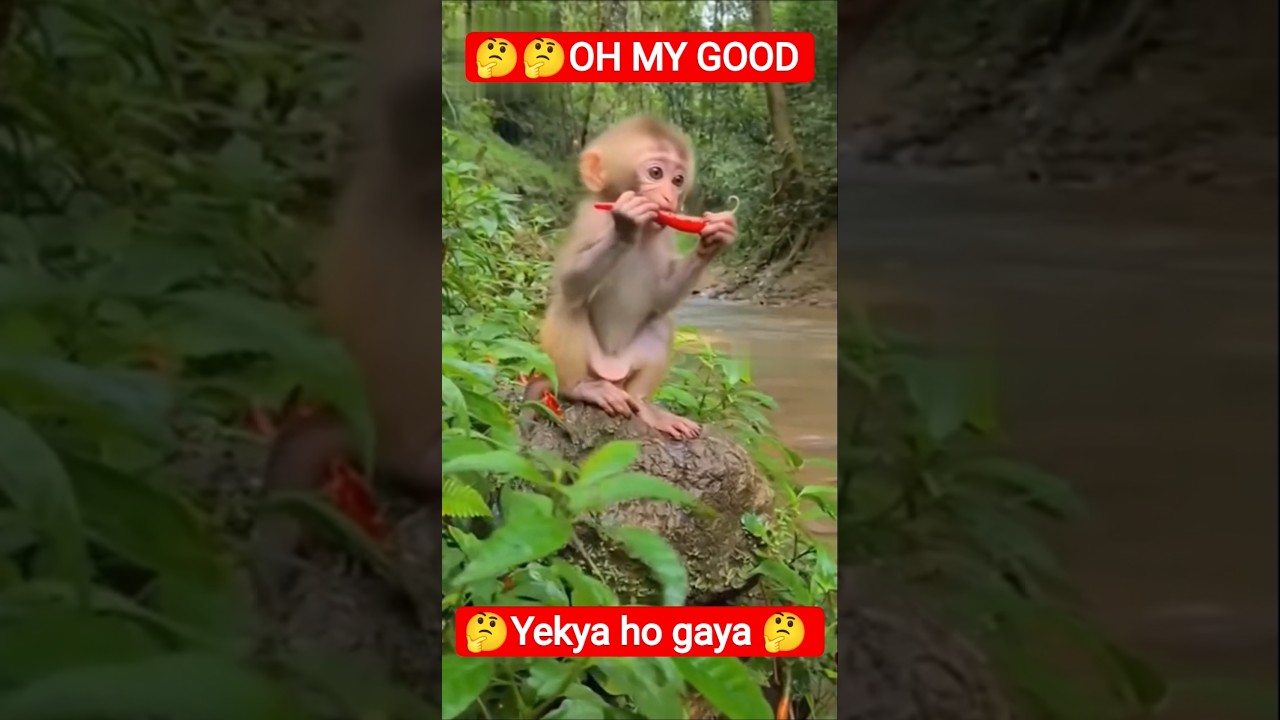 Baby Monkey Eats Red Chili &ndash; Hilarious Reaction🐒❤️