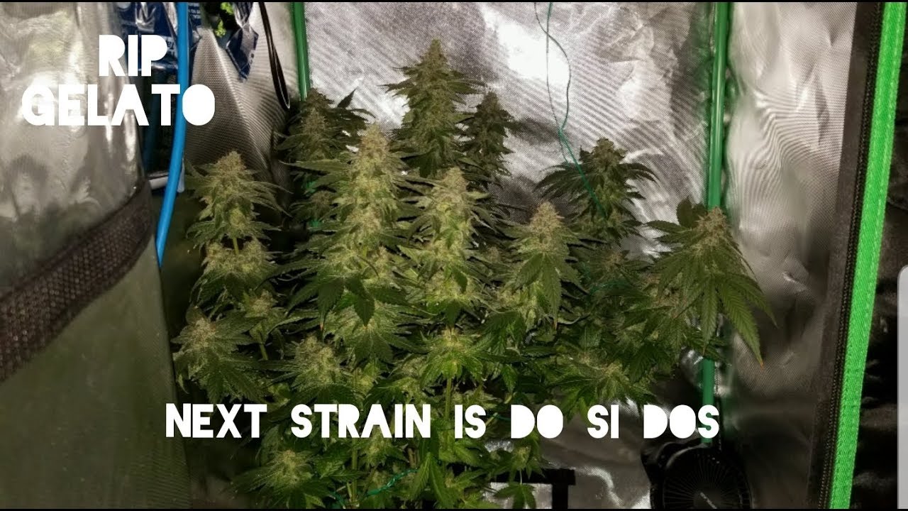 Gelato OG kush Harvest weigh in