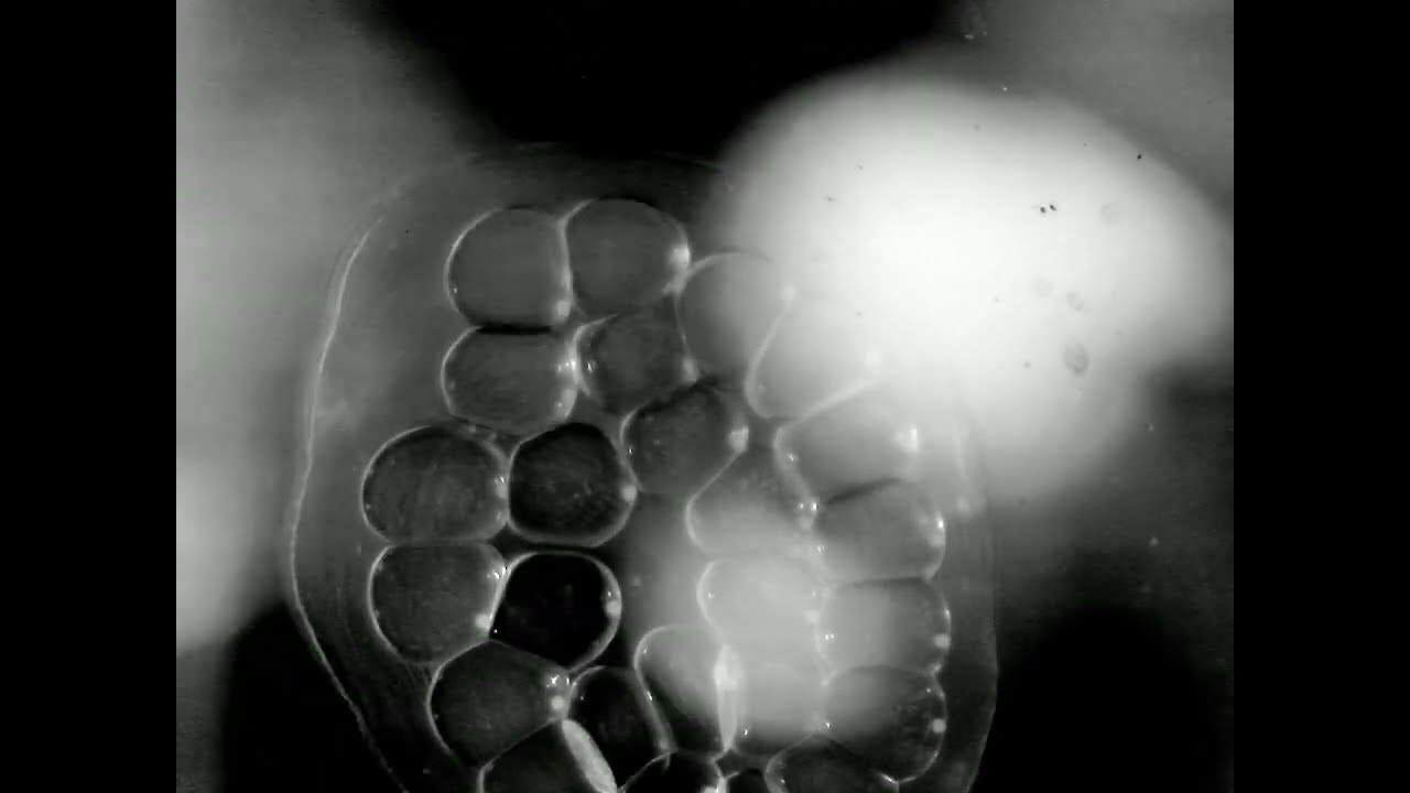 Ramshorn Snails egg to hatching timelapse