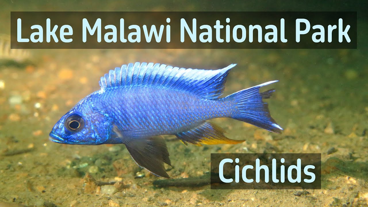 Diving in Lake Malawi National Park