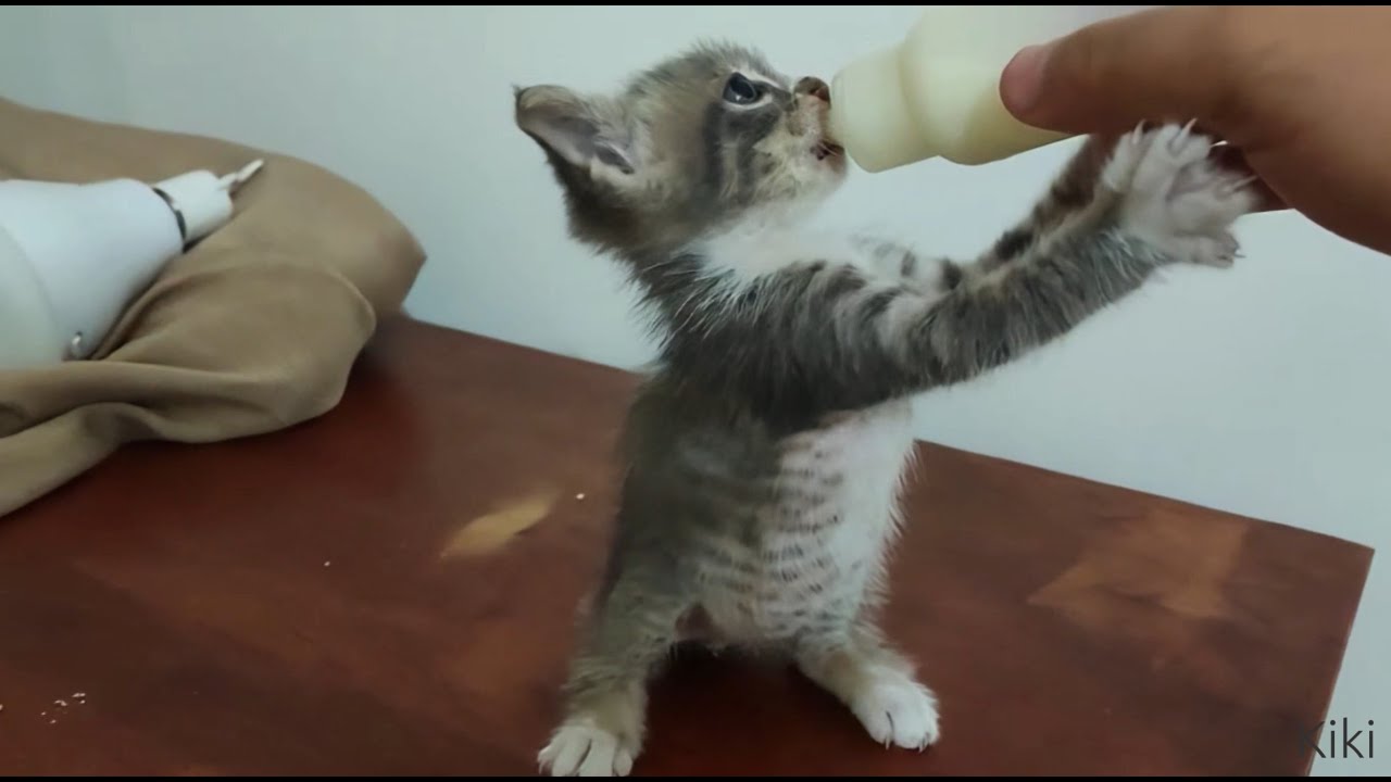 💗🐱My Big Cat Family  #kittten #kittens #kittenvideos #cutecats #funnycats