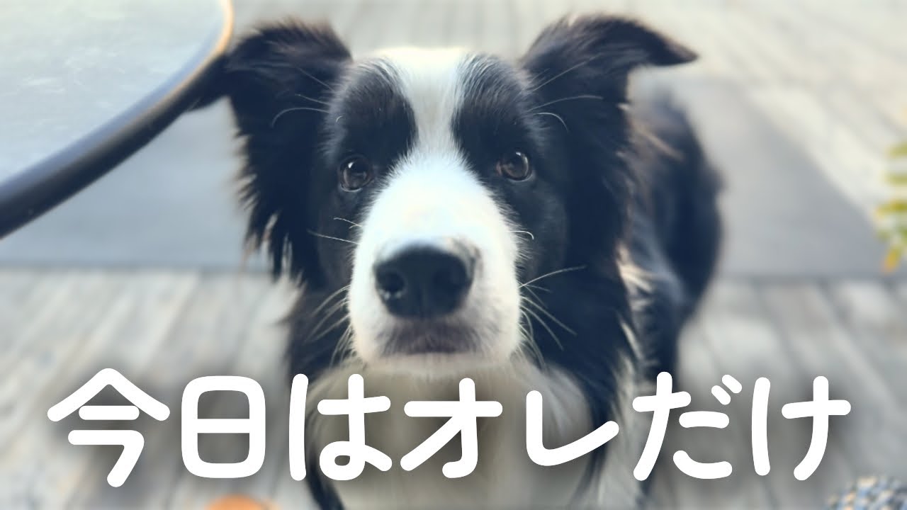 妹犬がいない日の先住犬の様子がこちらです【ボーダーコリー】