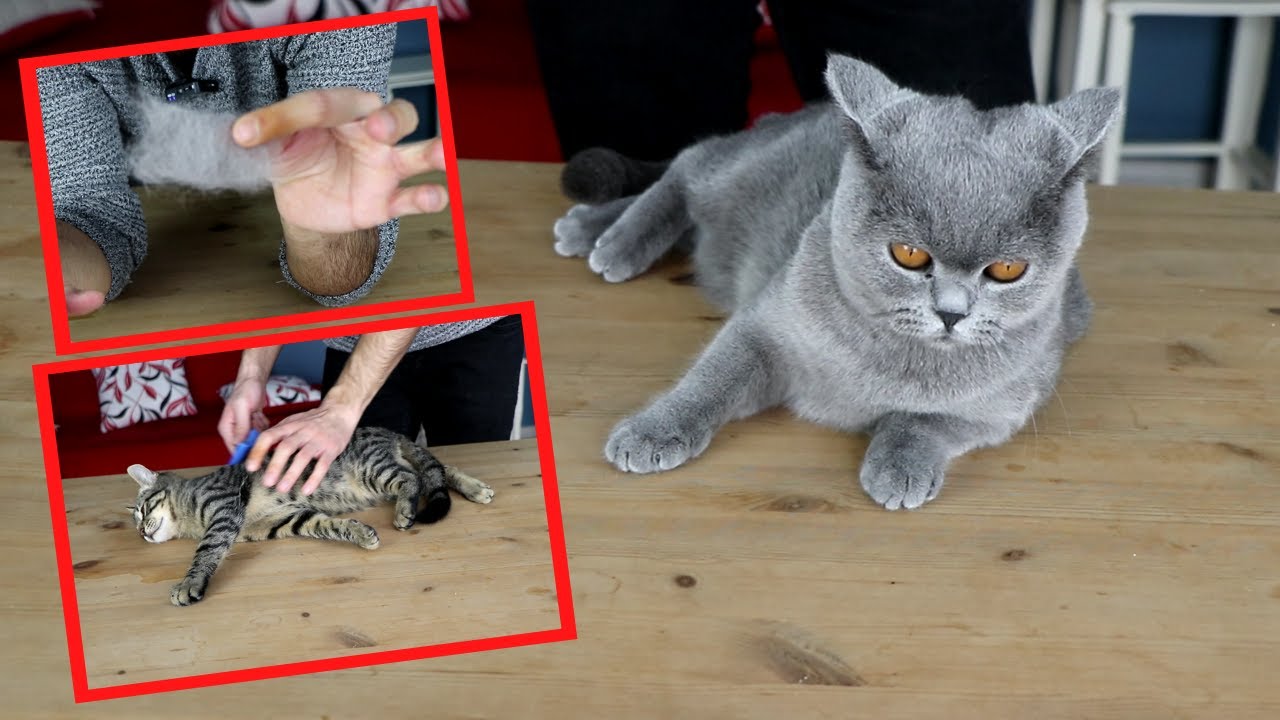 KEDİLERİM NE KADAR TÜY DÖKÜYOR? 😺 (Cins Kedi VS Tekir Kedi)