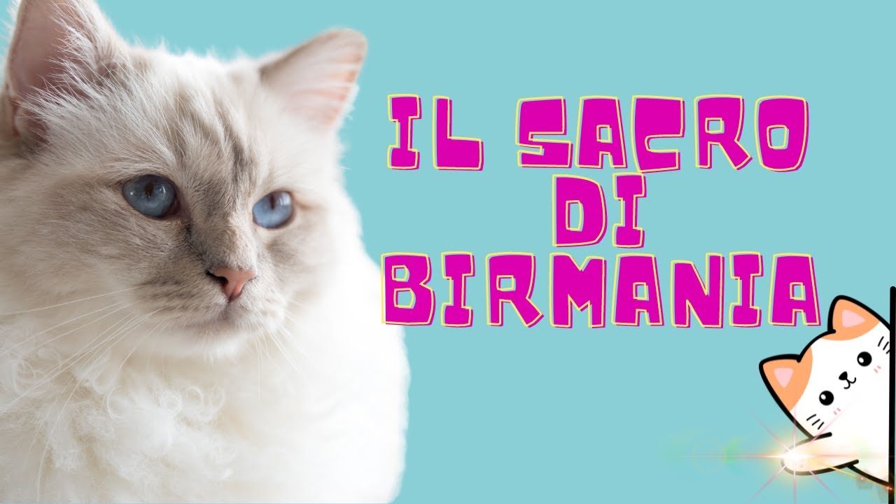 🐈 Il gatto SACRO di BIRMANIA | Bellissimo gatto da compagnia#gatti
