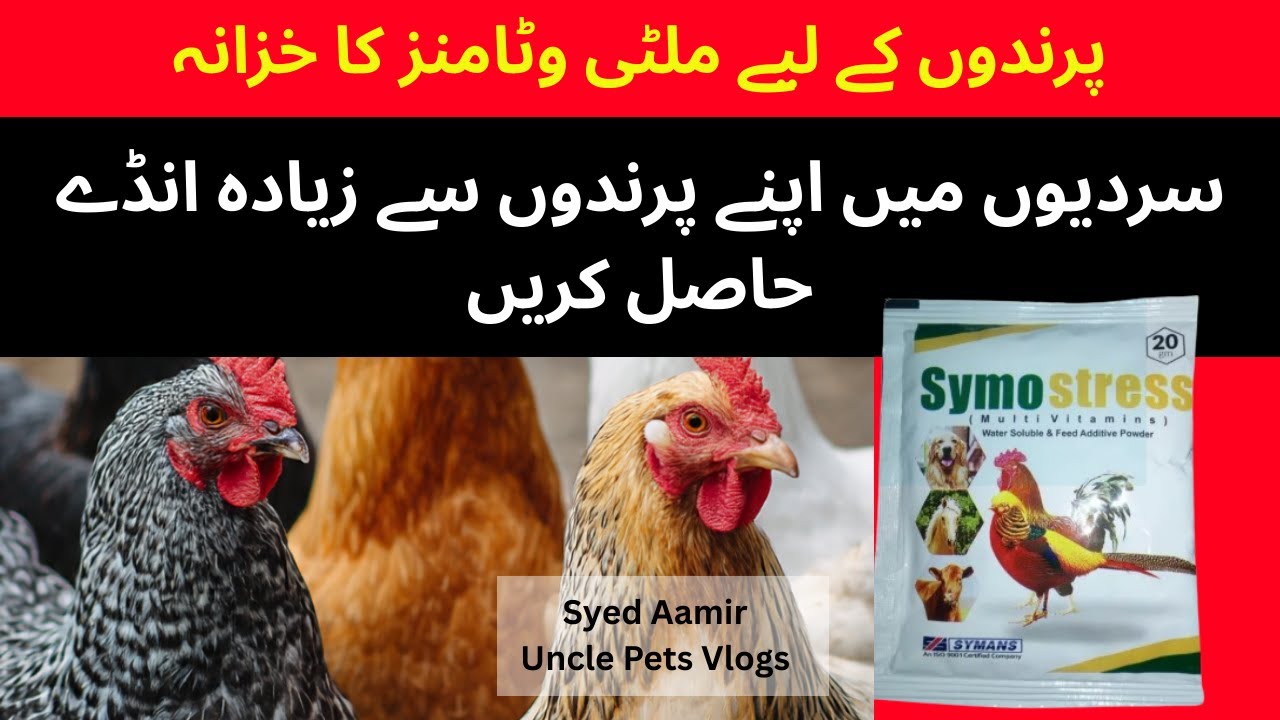 SymoStress Multivitamin Benefits for Poultry Birds | SymoStress for Broilers & Layers Complete guide