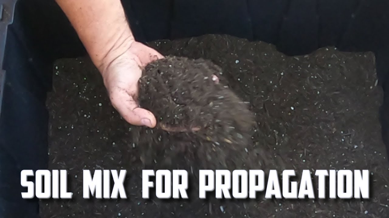 Make a Soil Mix For Propagation