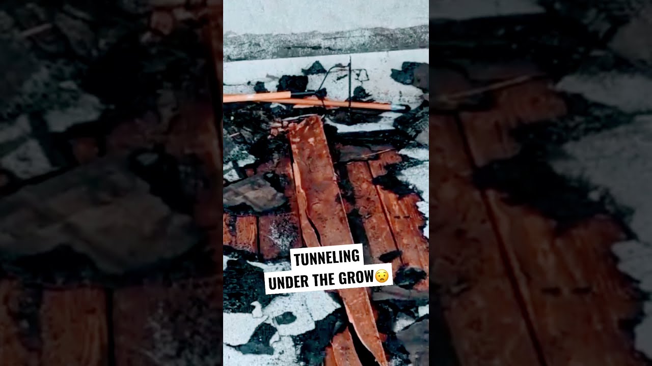 Tunneling UNDERGROUND to ROB a Jungle Boys Cannabis Grow 🤯