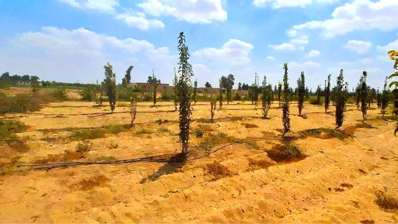 🏡 مزرعة جميلة 6 فدان مع جميع المرافق وعقد ملك نهائي من الدولة في وادي النطرون 🏡