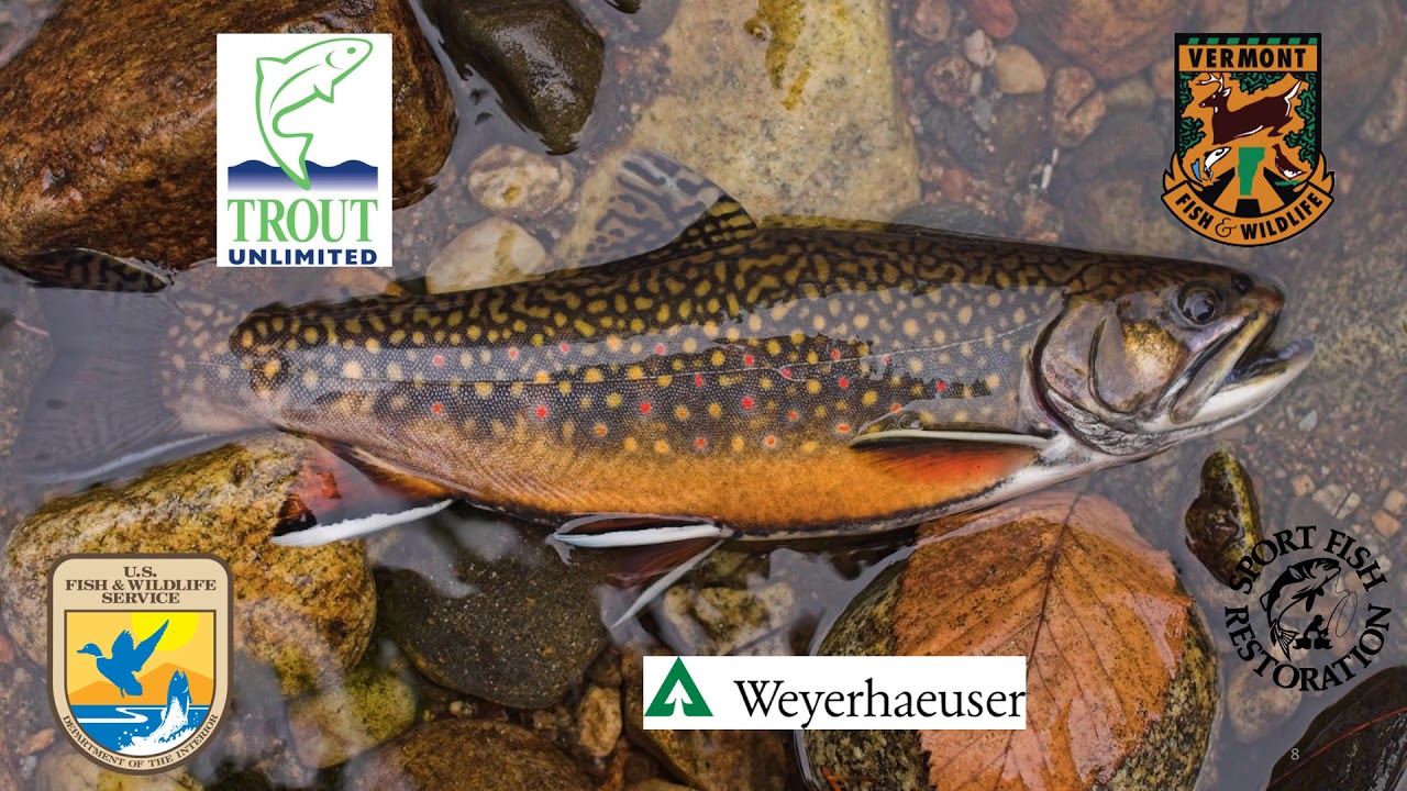 Introduction to Strategic Wood Addition in Vermont's Streams and Rivers