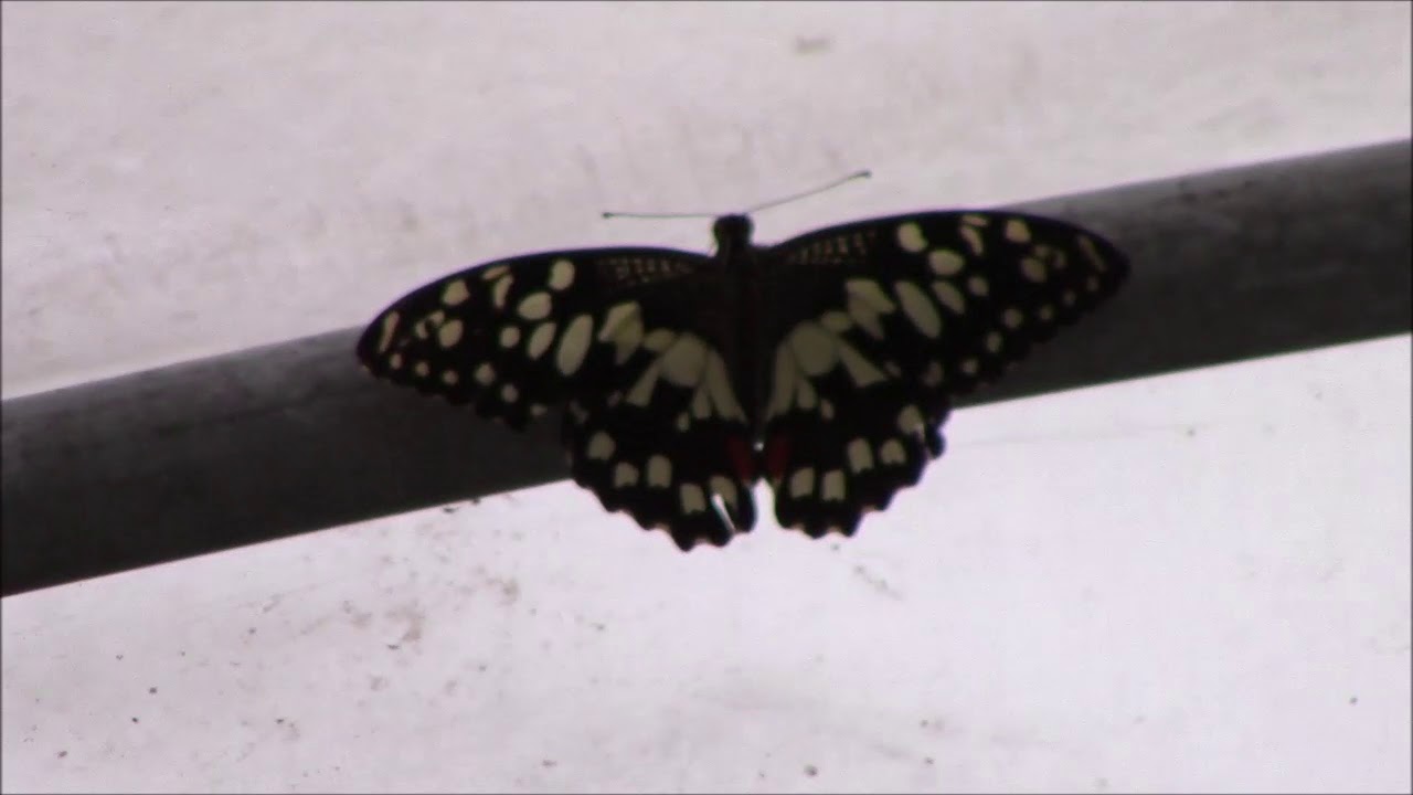 Butterfly stuck in Aquaponics Greenhouse