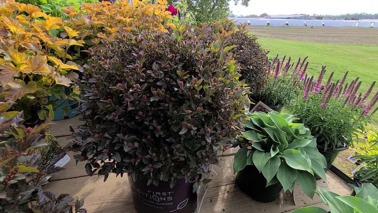 Physocarpus Amber Jubilee™ & Little Devil™ (Ninebark) // Superb, Easy to Grow & Look After Natives