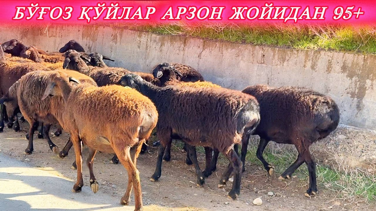 ИККИ ЙИЛДА УЧТА ҚЎЗИ ХИСОРИ ҚЎЙ АЙТАР СЎЗИ