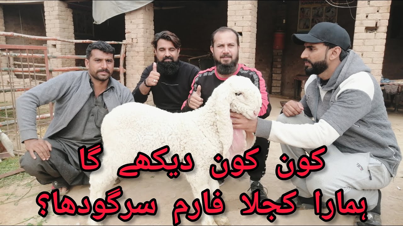 Kon kon dekhe ga humara sargodha kajla farm?