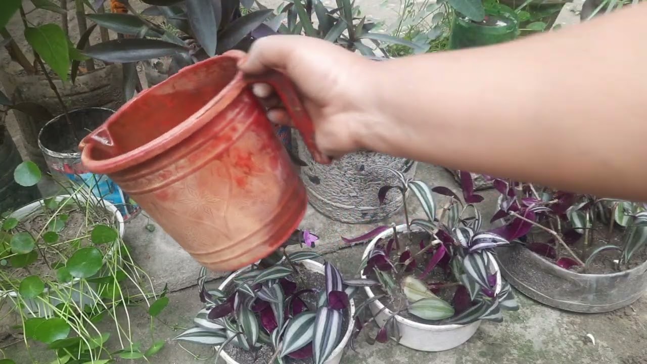নতুন করে মরিচ গাছ লাগালাম //সারাদিন ধরে গাছের চর্চা নিয়ে পড়েছিলাম @VillageLifeWithShakila2025 