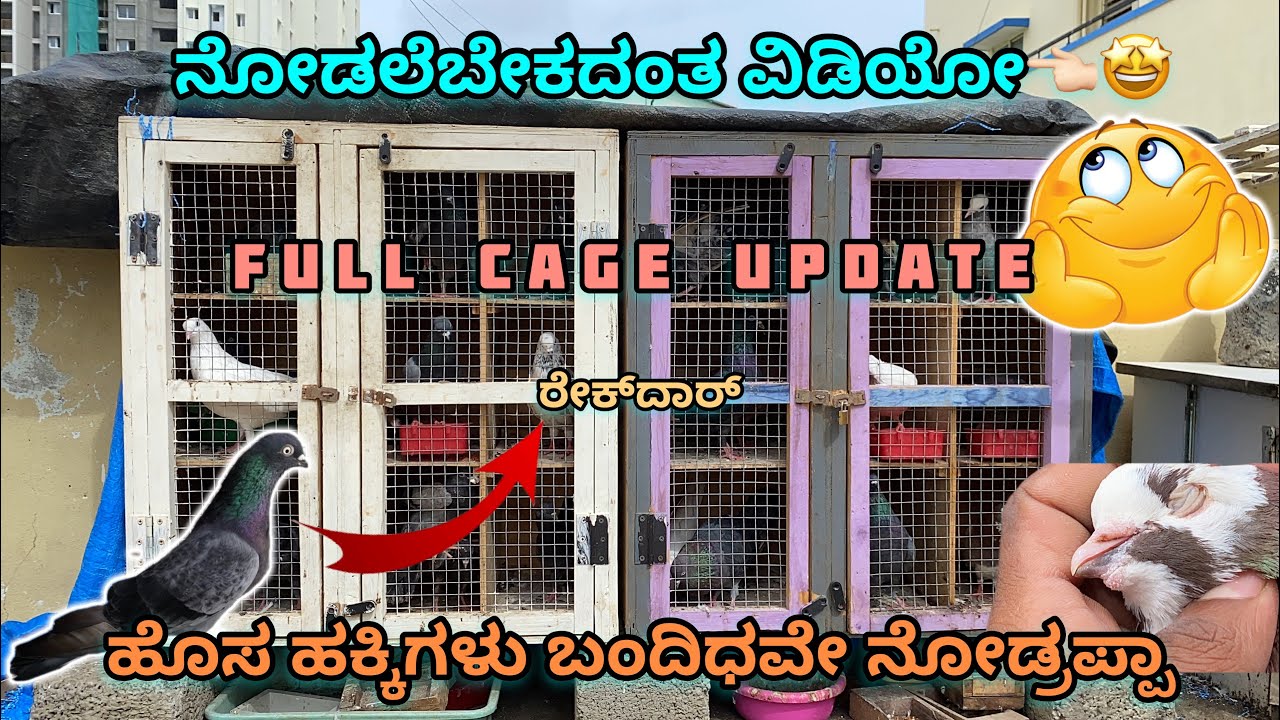 ಹೊಸ ಹಕ್ಕಿಗಳು ಬಂದಿಧವೇ ನೋಡ್ರಪ್ಪಾ ||Prince loft|| pegion cage update in Kannada 😍❤️‍🔥🕊️