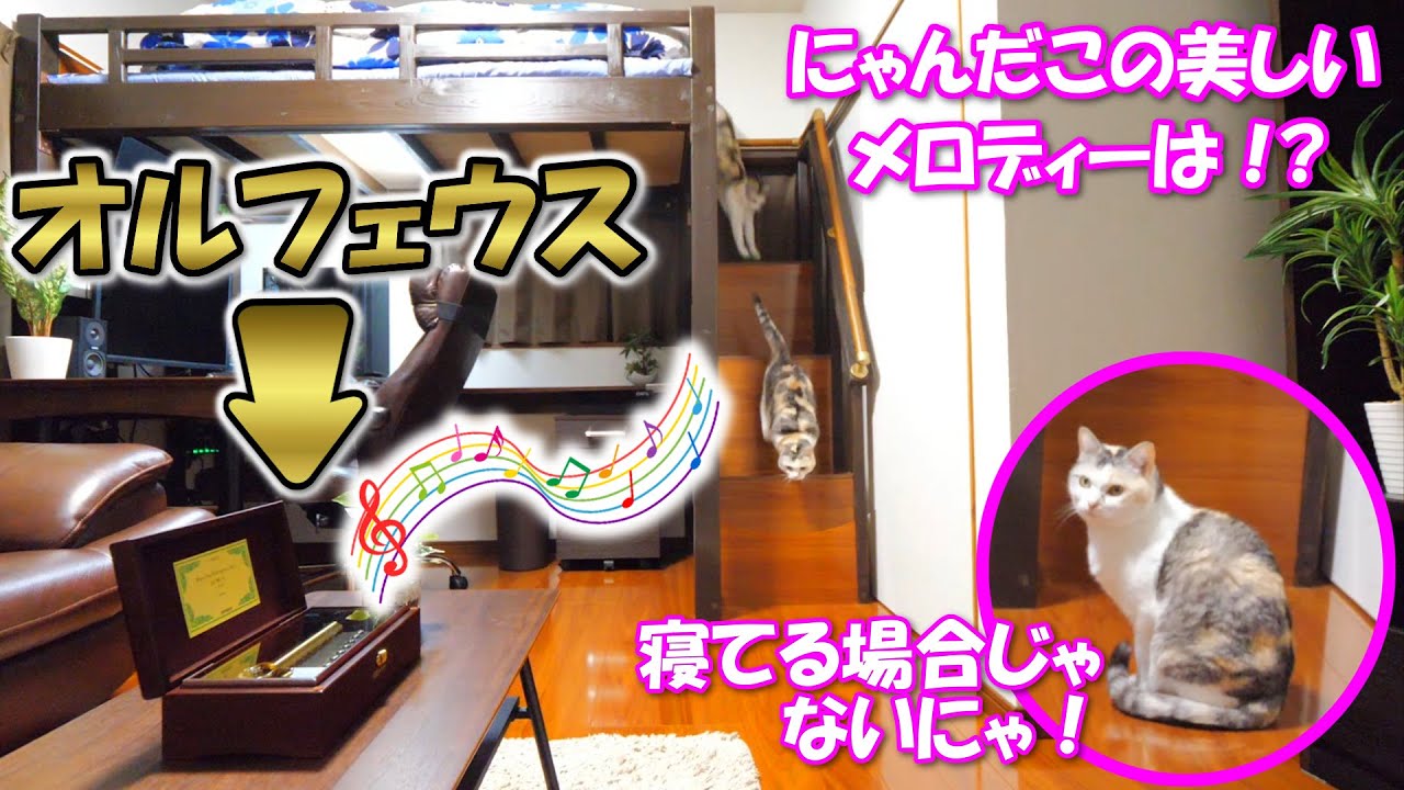 オルフェウス72弁オルゴールの美しいメロディーを聞かせたら、いつまでも下りて来ない猫がすぐに下りてきました！