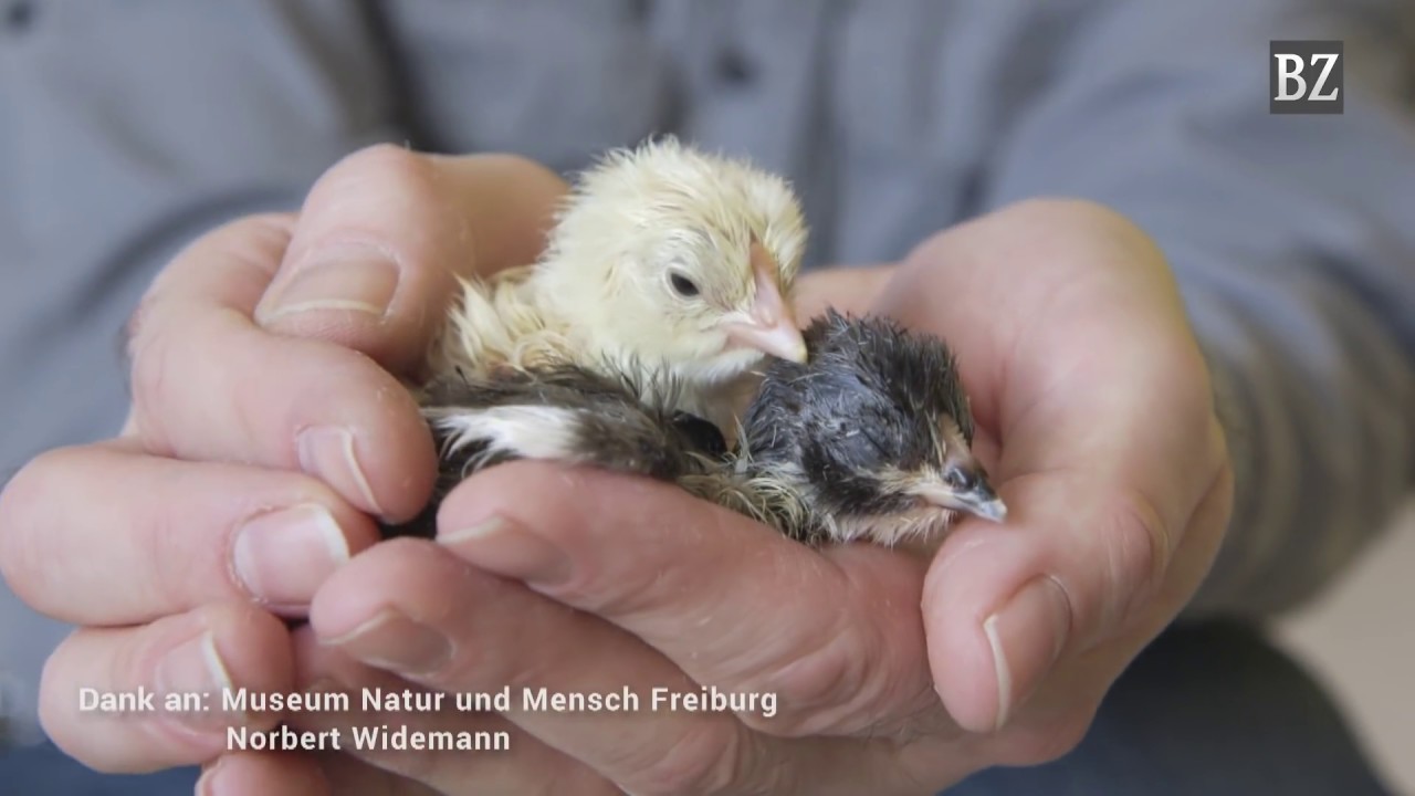 Vom Ei zum K&uuml;ken:  Das Schl&uuml;pfen als Zeitraffer