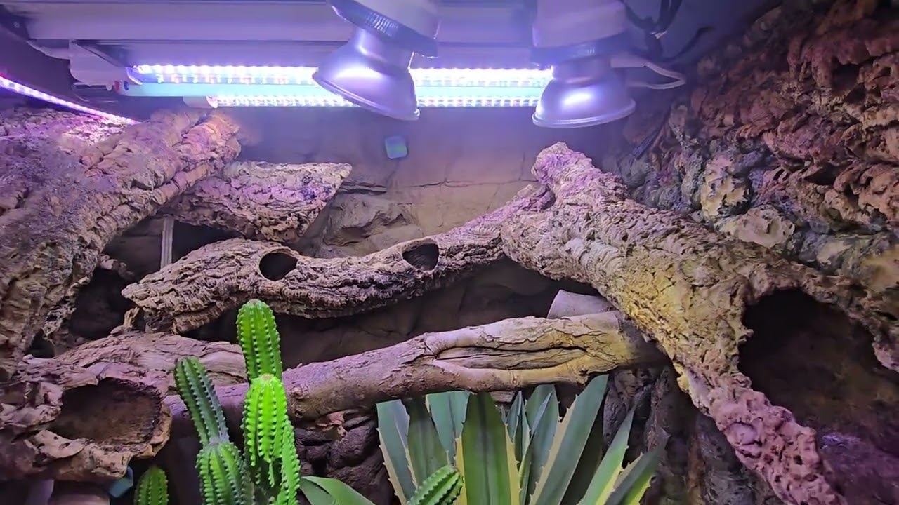 Desert Iguana & Chuckwalla enclosure 