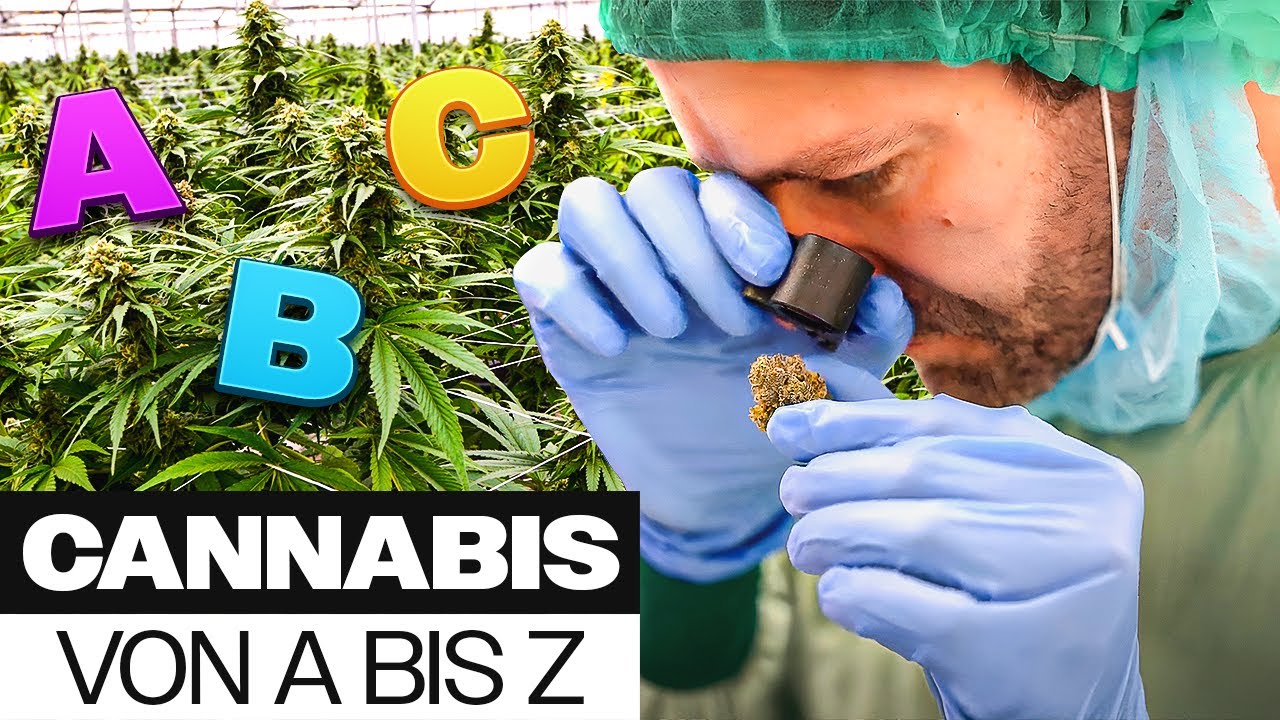 Das Cannabis ABC - Alles, was du &uuml;ber Cannabis wissen musst (2024)