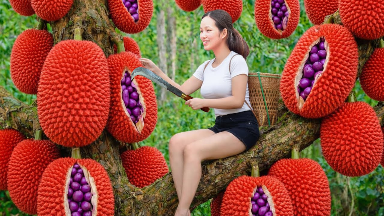 Harvesting Rare Giant Red Jackfruit | Turning It Into Dried Jackfruit Snacks – Sold Out Fast