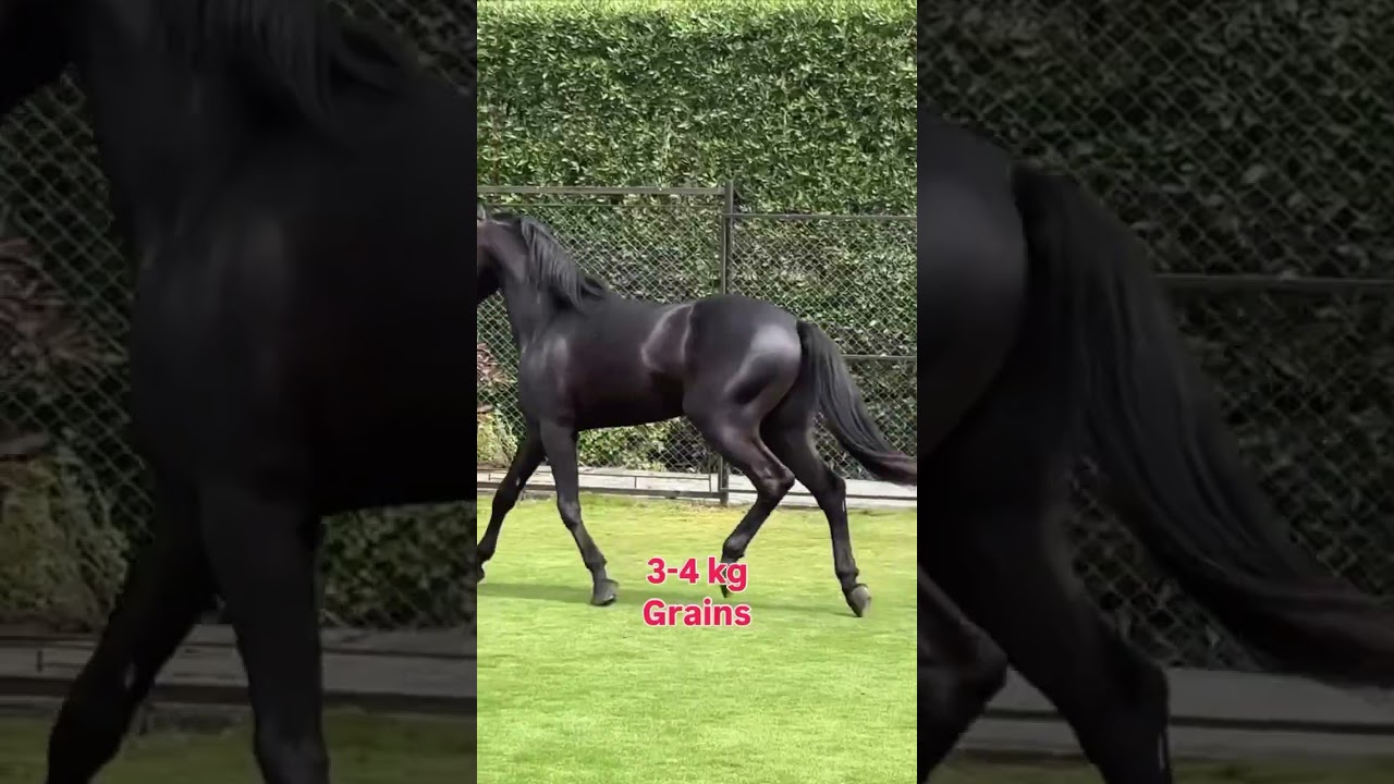 Cost of having a horse in India