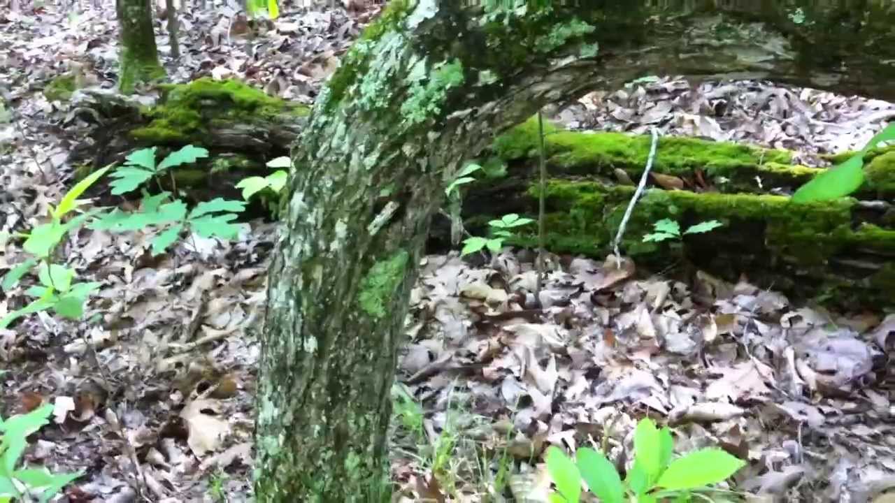 Myth of the thong tree