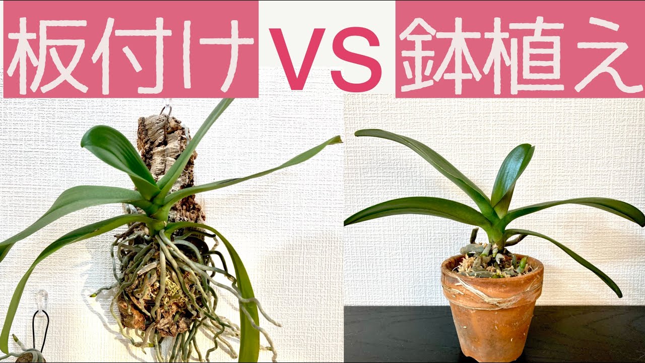 育てやすいのはどっち？メリットとデメリット。