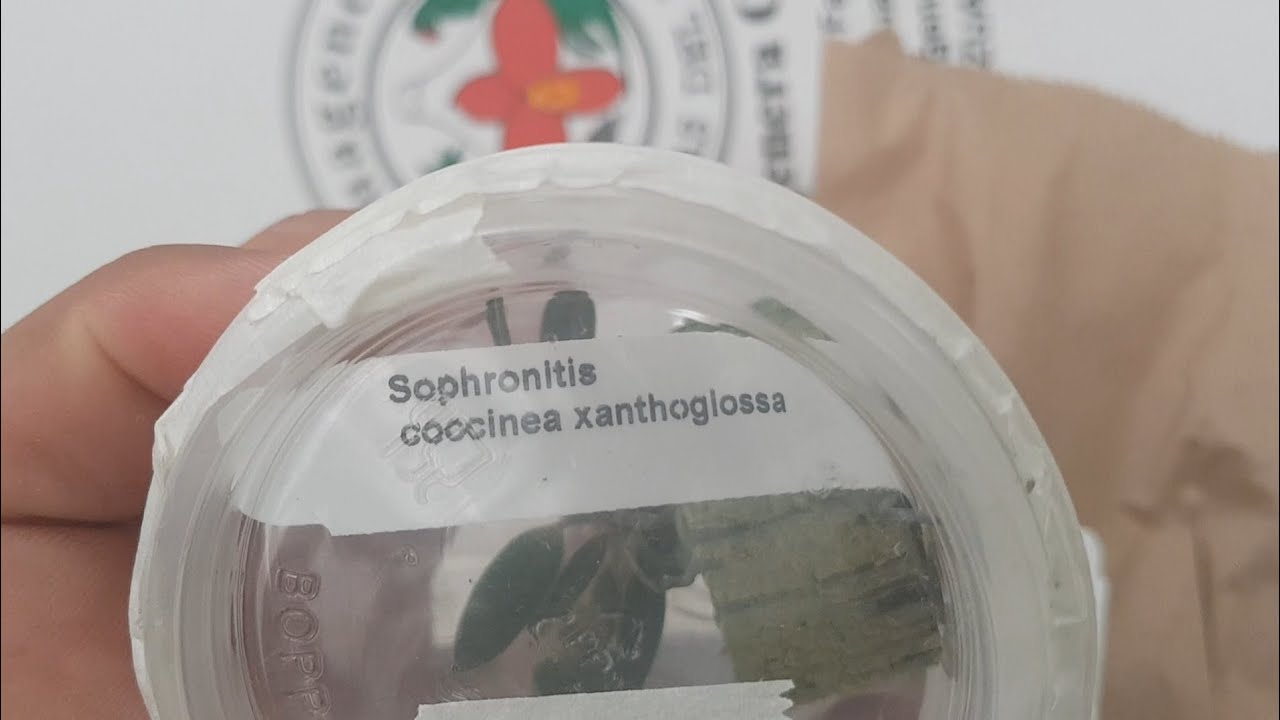 Новые орхидеи из Эквадора.