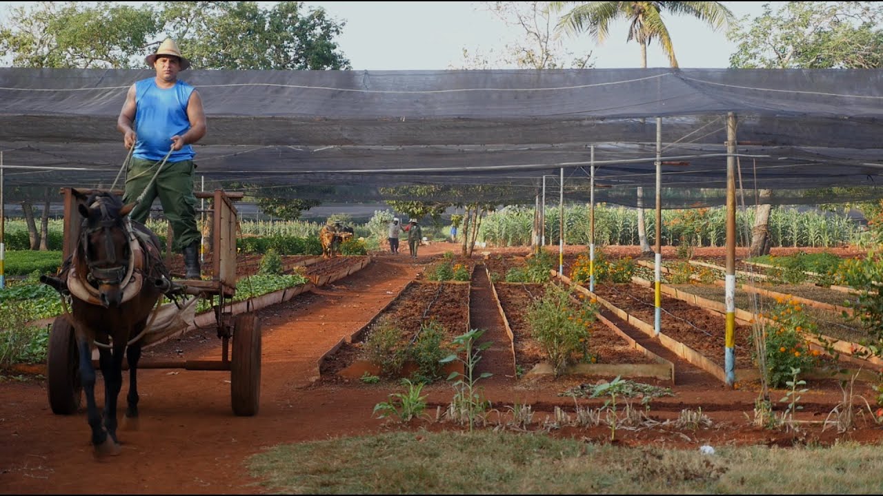 Urban gardening in Cuba: Vivero Alamar - Havannas largest Citygarden