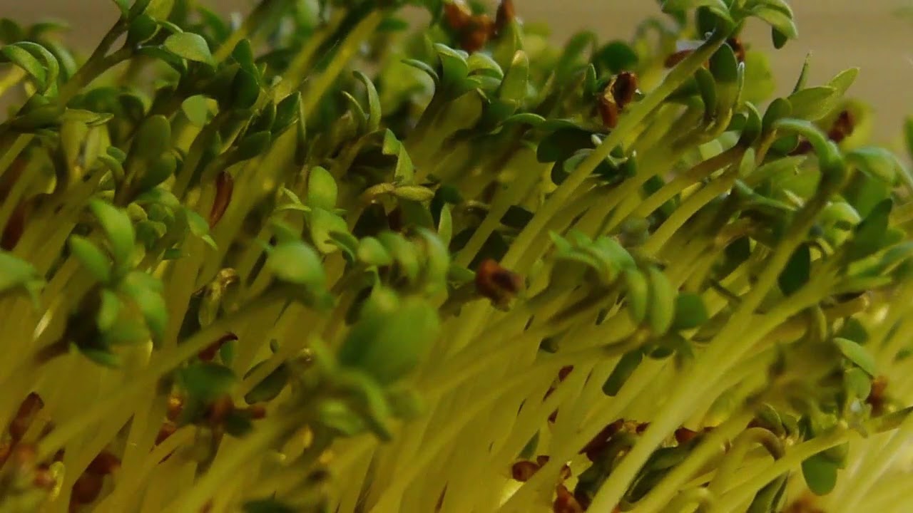 Kresse Wachstum im Zeitraffer - Timelapse: the growth of cress