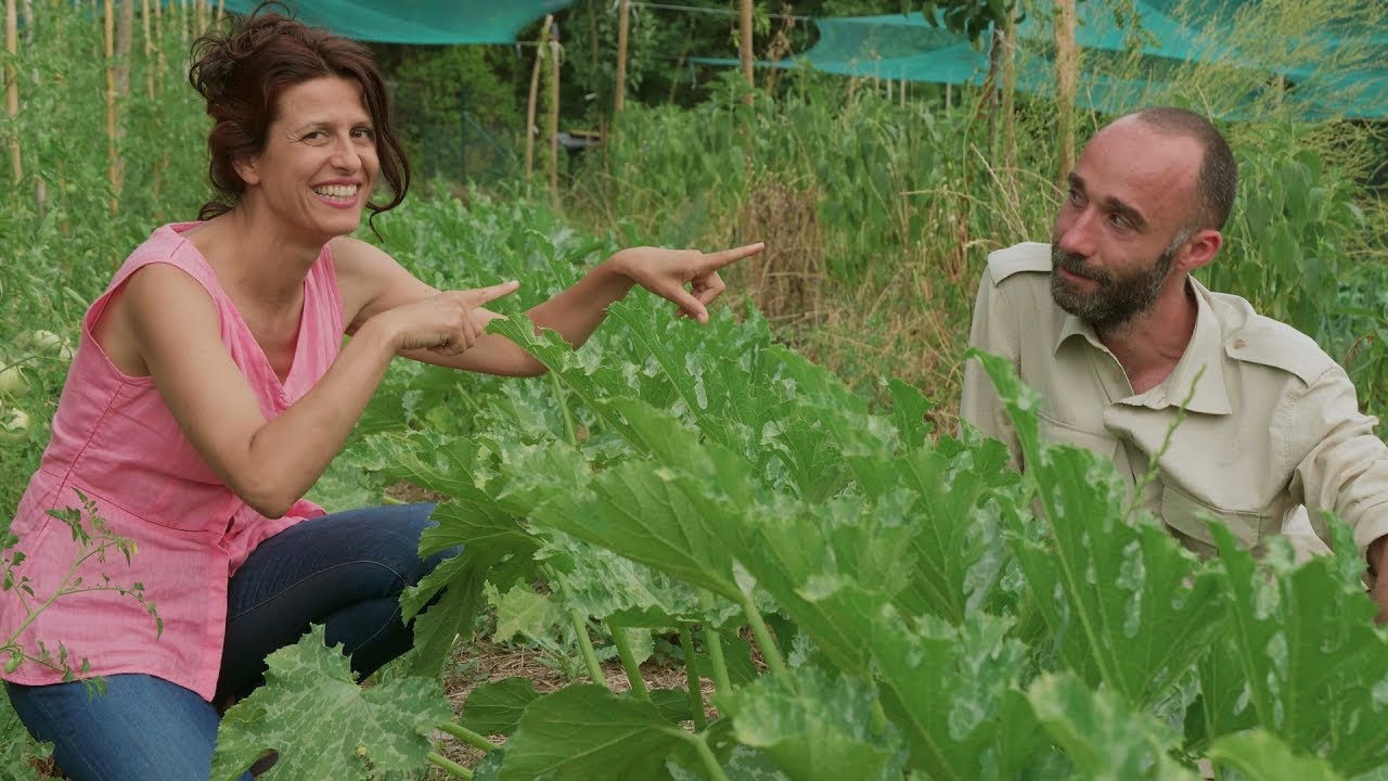 COME FARE L'ORTO D'ESTATE, I CONSIGLI DI CARLO | ORTO