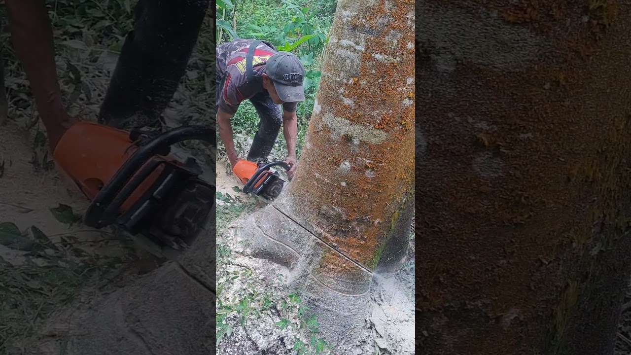 Tebang pohon sengon dari mesin gergaji chainsaws stihl ms 462‼️ #gergajisenso #chainsaw #stihlms462