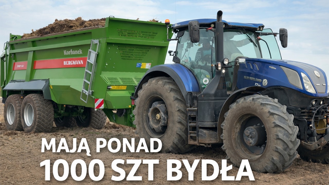 MAJĄ 1000 SZTUK BYDŁA