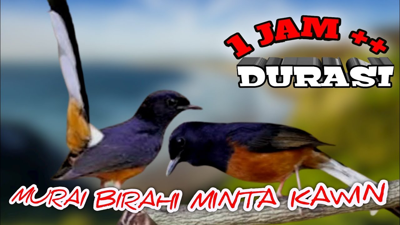 Pancingan murai jantan dan murai betina birahi II SUARA MURAI KAWIN PALING TOP