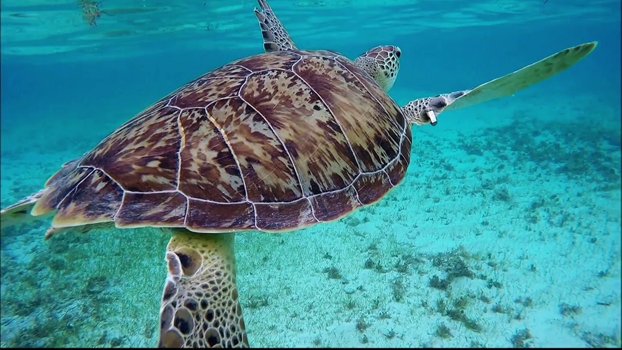 Grand Cayman Scuba Diving - Gopro - Turtles, Sharks, Lionsfish, Octopus, Eels, Stingrays, Kittiwake