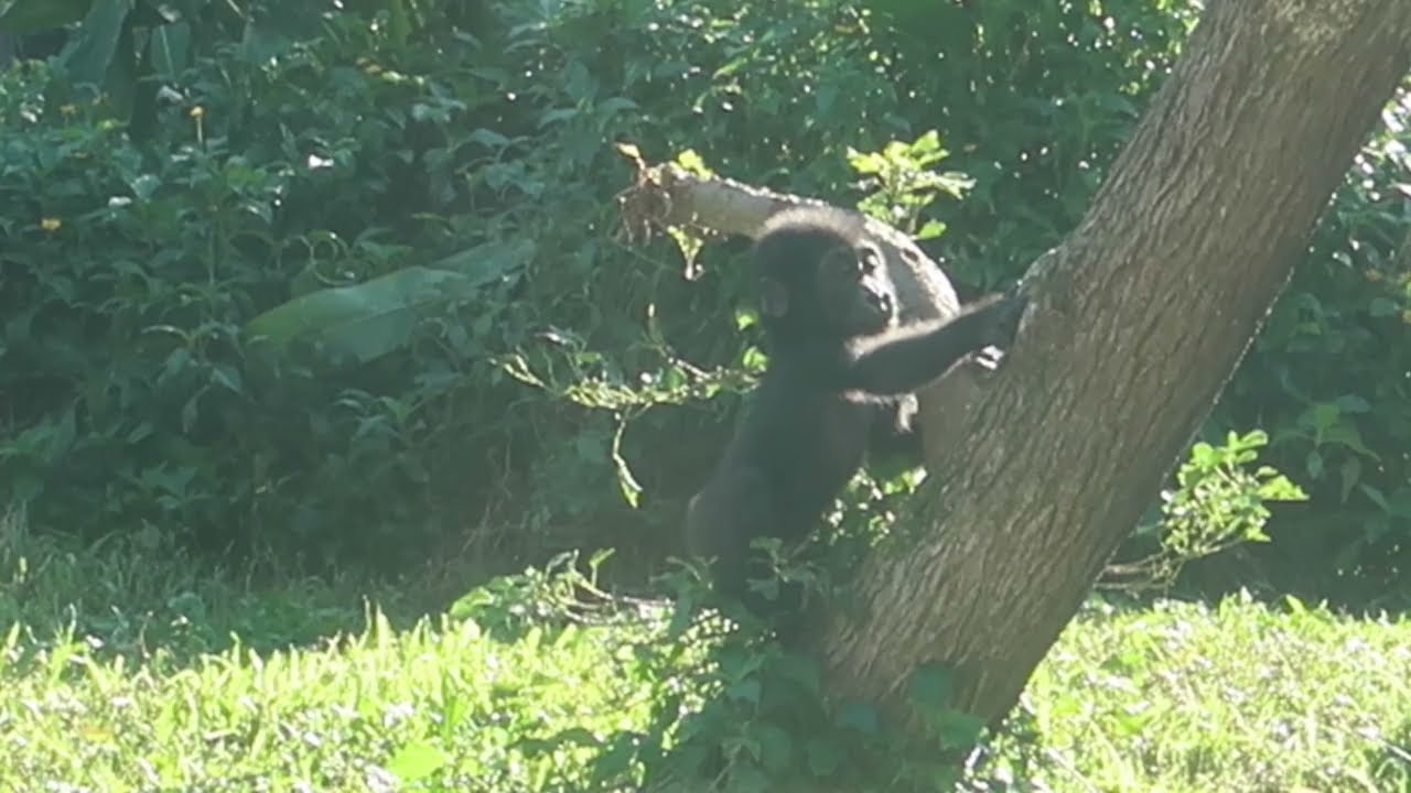 Ringo's Turn to Climb The Tree 換小R練習一下🤩