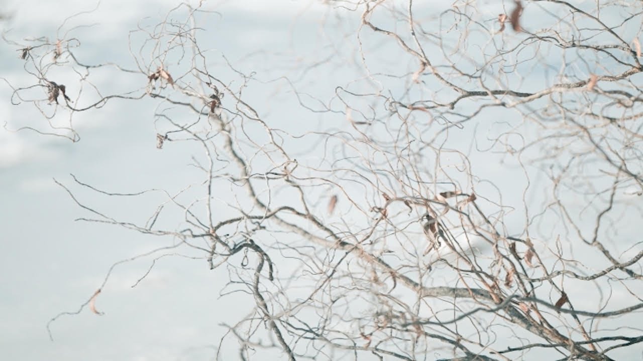 追憶の冬木立　-朝木春美千