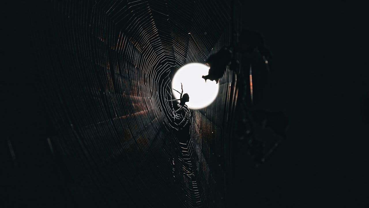 Framing In Photography 📸🖼️ 