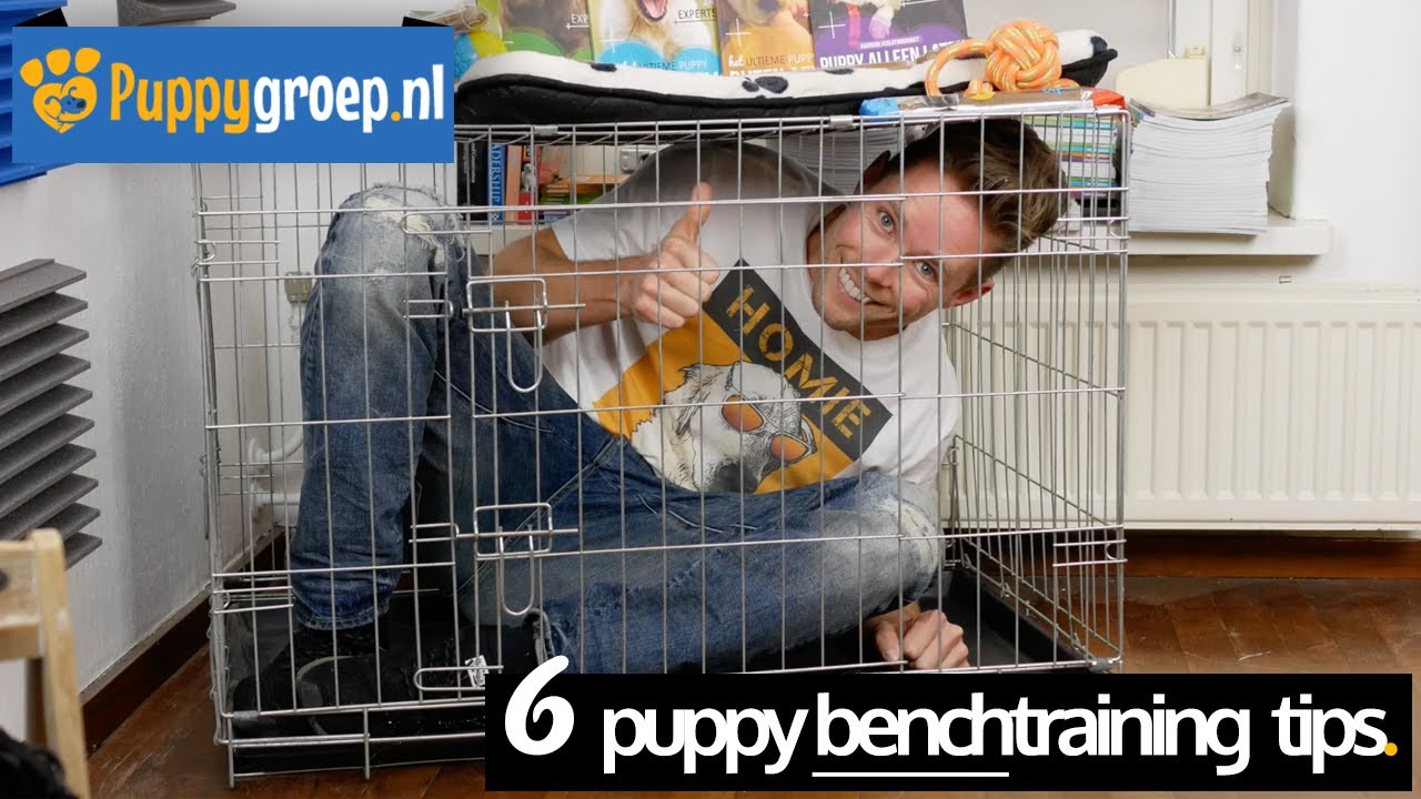 Benchtraining tips voor je Puppy met de snelste resultaten (Benchtraining de Nieuwe Methode)