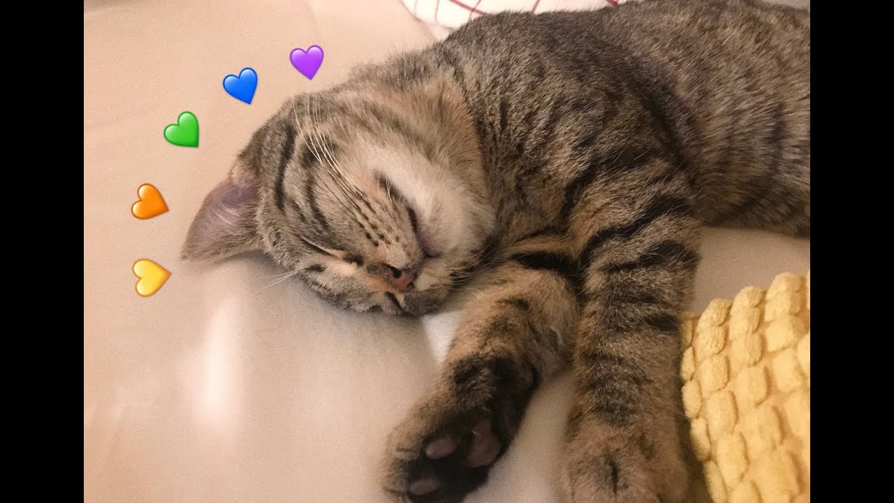 如何在加拿大领养小猫咪🐱｜Petsmart? Humane Society?