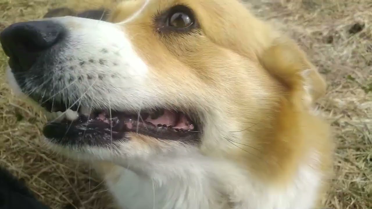 Corgisarna väntar valpar!