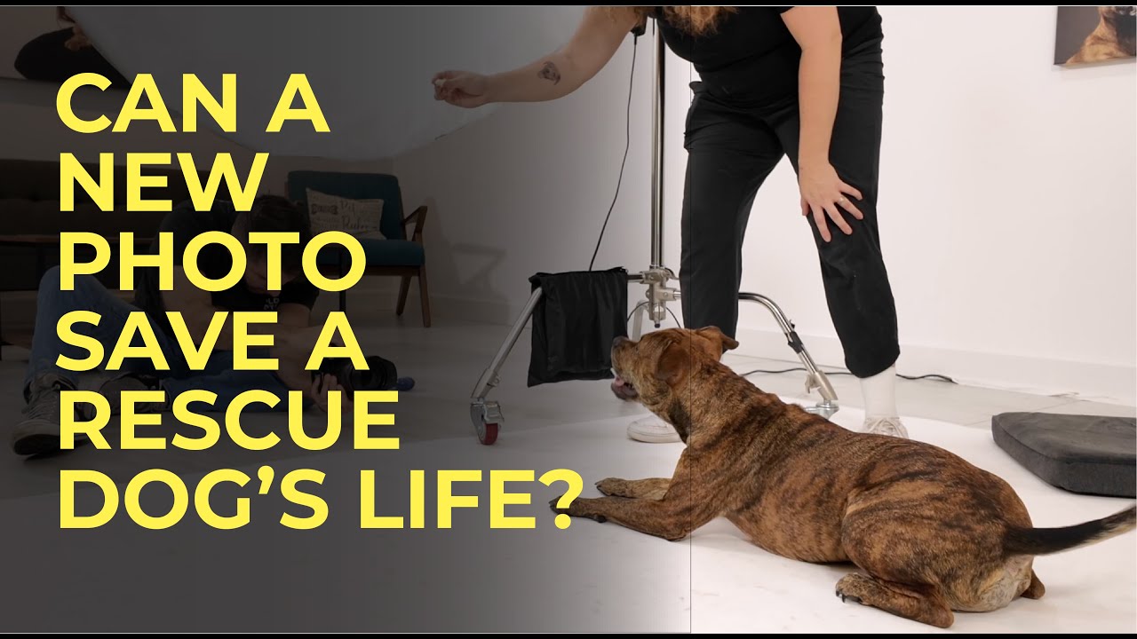 Tampa Pet Photographer Helps Foster Dogs Find Homes with Better Photos