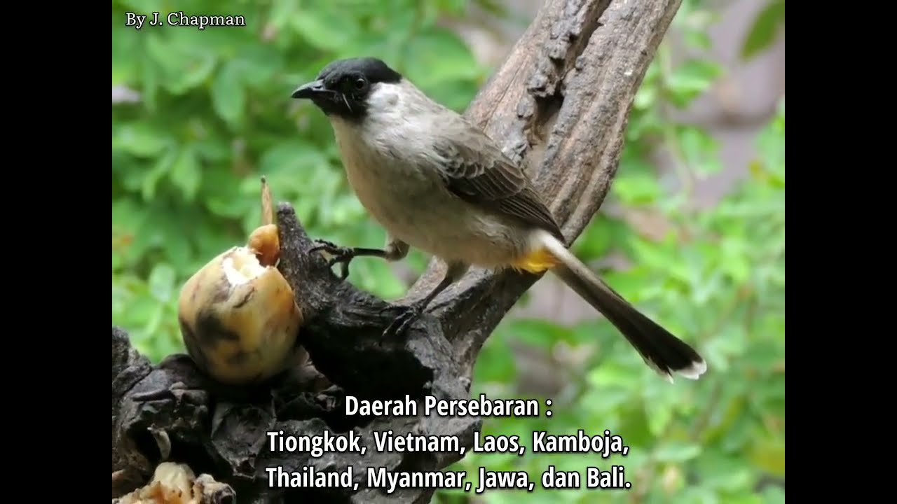 11 JENIS BURUNG CUCAK/MERBAH (PYCNONOTIDAE) DI PULAU JAWA (No. 6 dan 10 Sudah Langka)