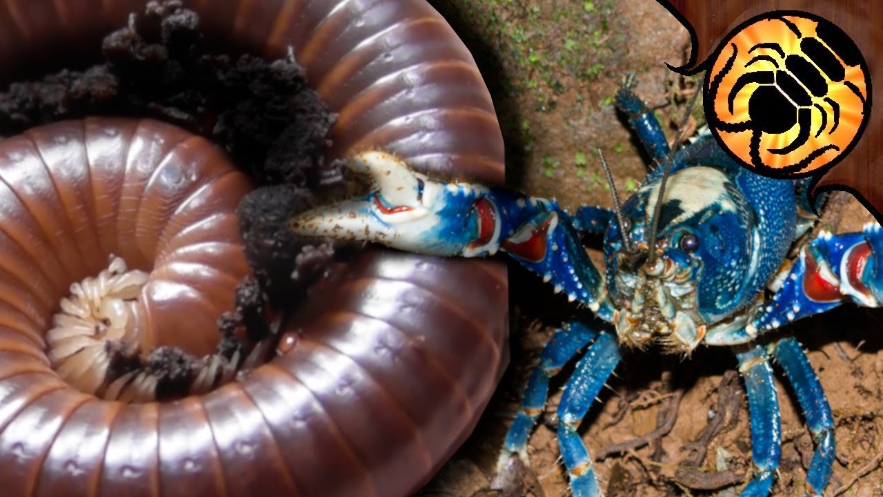 AMAZING Adventure in Australian Rainforest!