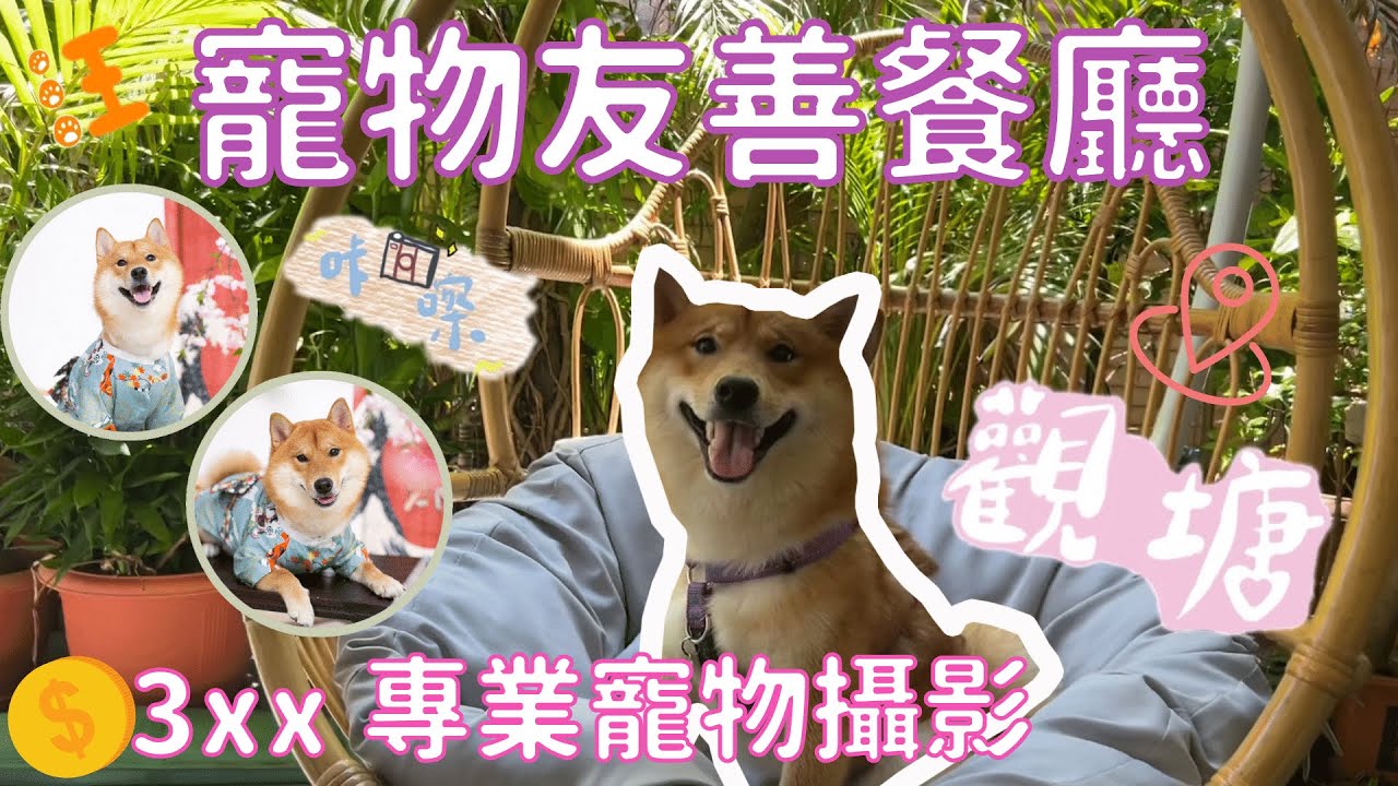【狗狗去邊好】觀塘寵物友善餐廳｜$3xx專業寵物攝影｜合十 Fusion Tens｜Shiba 柴犬 爆谷🍿｜しばいぬ