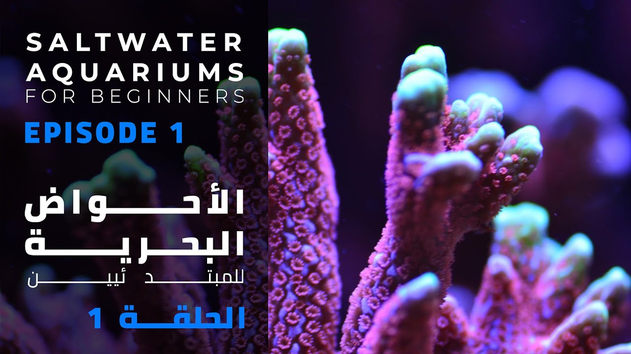 Saltwater Aquariums Types E1 | Saltwater Aquarium For Beginners