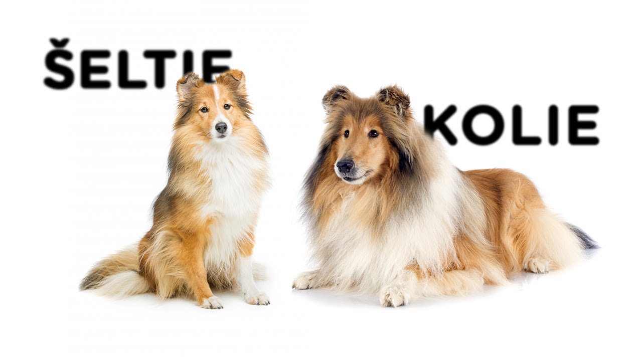 Psí duel - Šeltie vs Kolie - Tlapka TV