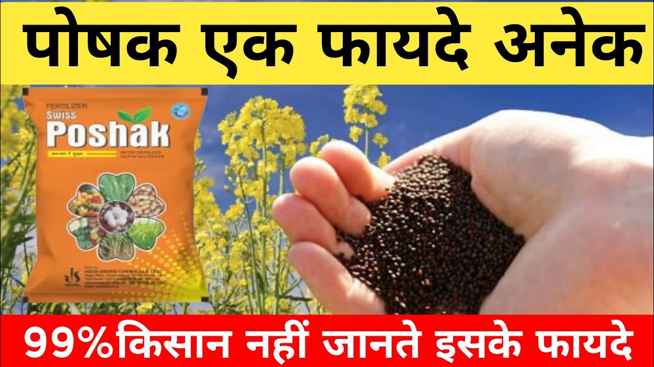 sulphur Powder 90 fertilizer |  sulfur ka upyog | sulphur fertilizer uses in hindi | swiss poshak