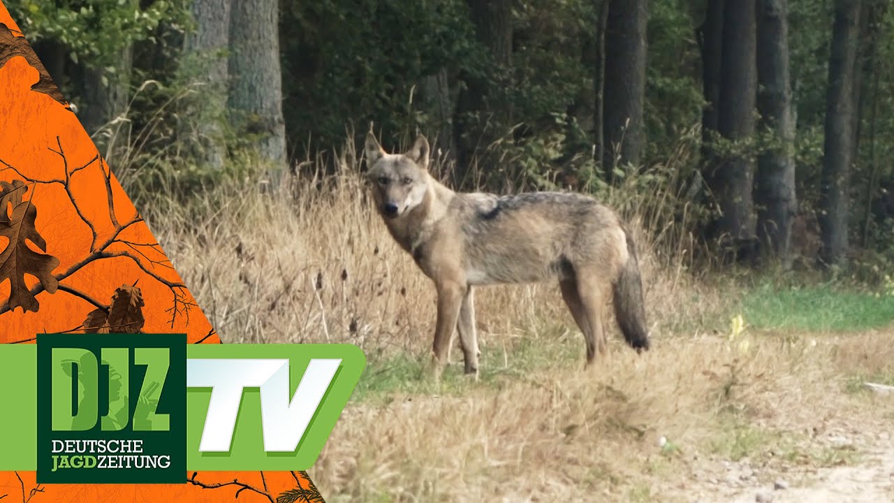 Leben mit dem Wolf (1) &ndash; PareyGo Classics