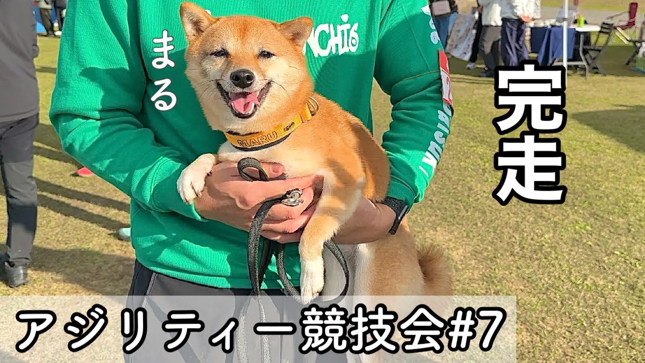 【アジリティー競技会】いつも本番で暴走してしまう豆柴が成長した姿を見せてくれました‼︎